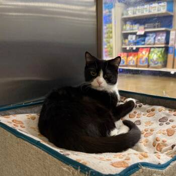 New York -  Domestic Short Hair Cat for Adoption in Hemet, California - New York | PetCurious