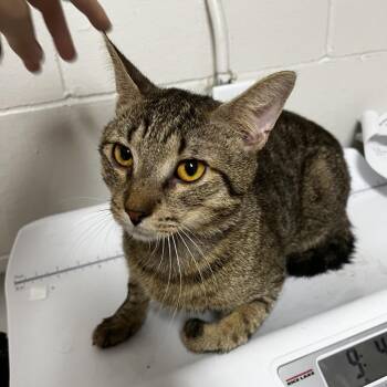 Ely -  Domestic Short Hair Cat for Adoption in Birmingham, Alabama - Ely | PetCurious