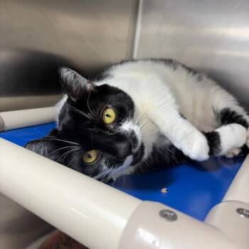 Chelsea -  Domestic Short Hair Cat for Adoption in Newark, New Jersey - Chelsea | PetCurious