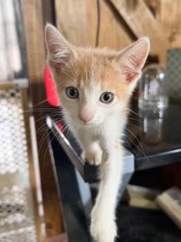 Tator Tot -  Domestic Short Hair Cat for Adoption in Dysart, Iowa - Tator Tot | PetCurious