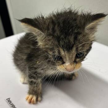 Rusty -  Domestic Short Hair Cat for Adoption in Tampa, Florida - Rusty | PetCurious