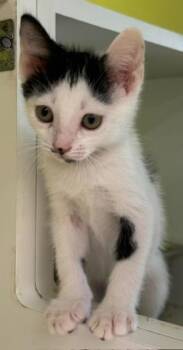 Moo-Moo -  Domestic Short Hair Cat for Adoption in Fort Myers, Florida - Moo-Moo | PetCurious
