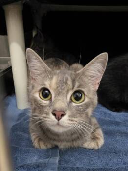 DOLLY PURRTON -  Domestic Short Hair Cat for Adoption in Derwood, Maryland - DOLLY PURRTON | PetCurious