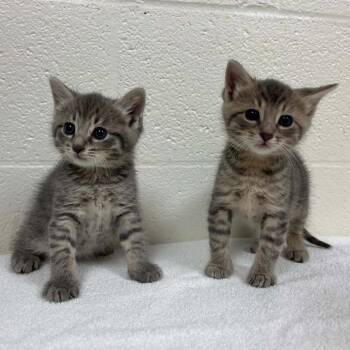 Patrick -  Domestic Short Hair Cat for Adoption in Lyndhurst, Virginia - Patrick | PetCurious