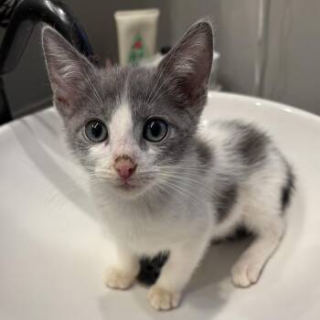 Paddywack -  Domestic Short Hair Cat for Adoption in Kanab, Utah - Paddywack | PetCurious
