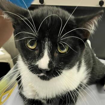 Domino -  Domestic Short Hair Cat for Adoption in Las Cruces, New Mexico - Domino | PetCurious