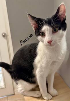 Rescue Domestic Short Hair Cats for Adoption in Naugatuck, Connecticut - Francis | PetCurious