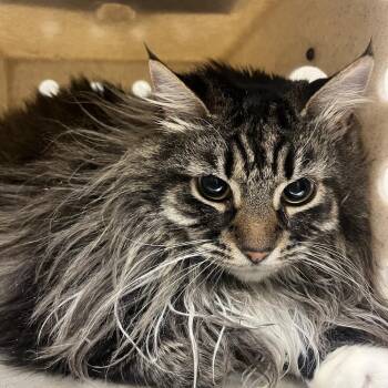 Domestic Long Hair Cats Available for Adoption in Reno, Nevada - Alaska | PetCurious