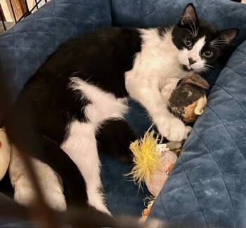 Rescue Domestic Short Hair Cats for Adoption in Lake Ozark, Missouri - FLASH | PetCurious