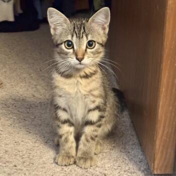 Ponyo -  Domestic Short Hair Cat for Adoption in Fort Collins, Colorado - Ponyo | PetCurious