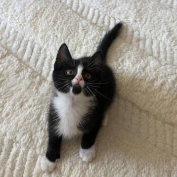 Mia Cat -  Domestic Short Hair Cat for Adoption in Lakewood, California - Mia Cat | PetCurious