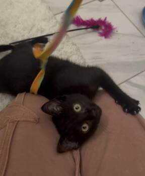 Bombay and Domestic Short Hair Cats Available for Adoption in Houston, Texas - Artemis (snuggle Expert) | PetCurious