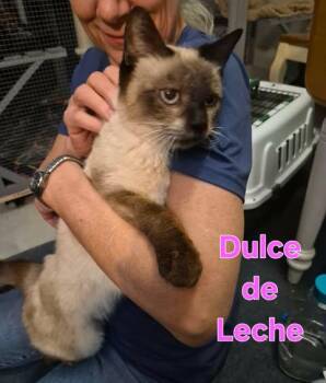 Dulce de Leche -  Siamese Cat for Adoption in Keansburg, New Jersey - Dulce De Leche | PetCurious