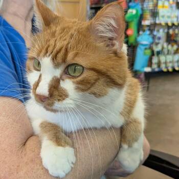 Domestic Short Hair Cats Available for Adoption - Mango Milk | PetCurious