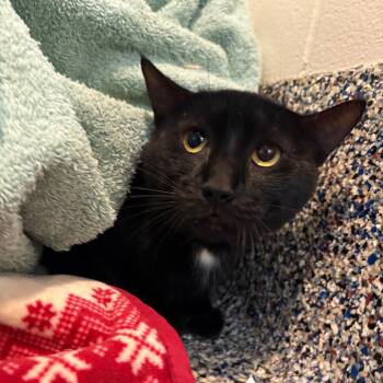 Pearl Fryar -  Domestic Short Hair Cat for Adoption in Fairport, New York - Pearl Fryar | PetCurious