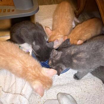 HAWK -  Domestic Short Hair Cat for Adoption in Long Beach, California - HAWK | PetCurious
