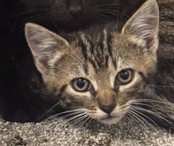 Tory -  Domestic Short Hair Cat for Adoption in Saint Clairsville, Ohio - Tory | PetCurious