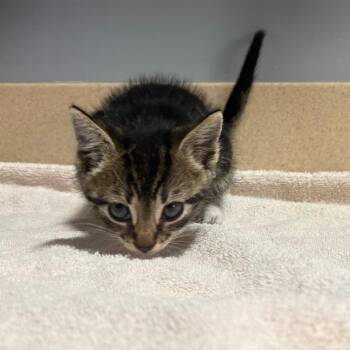 Brew -  Domestic Short Hair Cat for Adoption in Cabot, Arkansas - Brew | PetCurious