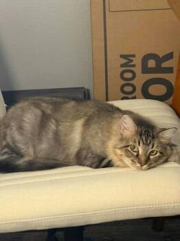 Rescue Domestic Medium Hair Cats for Adoption in Houston, Texas - Cleopatra | PetCurious