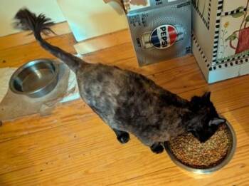 Domestic Medium Hair and Domestic Short Hair Cats Available for Adoption - Tortimom | PetCurious