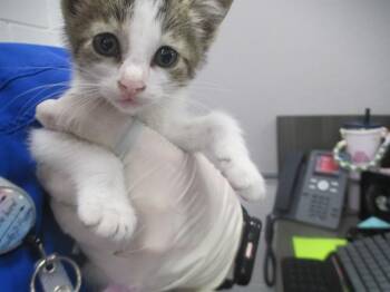 Domestic Short Hair Cats Available for Adoption in Ocala, Florida - GABRIEL | PetCurious