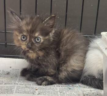Adzuki -  Domestic Short Hair Cat for Adoption in Saint Clairsville, Ohio - Adzuki | PetCurious