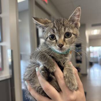 Speed -  Domestic Short Hair Cat for Adoption in Chaska, Minnesota - Speed | PetCurious