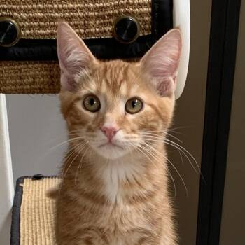 Meowriarty -  Domestic Medium Hair Cat for Adoption in Chicago, Illinois - Meowriarty | PetCurious