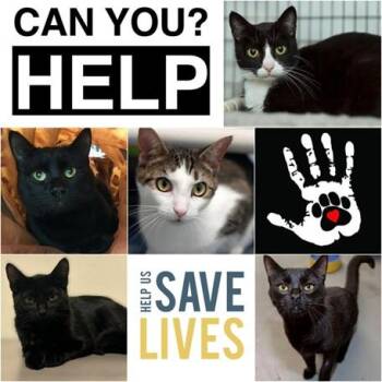 Rescue Domestic Short Hair Cats for Adoption in Hamilton, Ontario - SUPPLIES NEEDED! | PetCurious