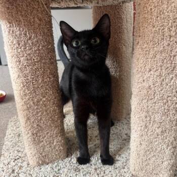 Stella Luna -  Domestic Short Hair Cat for Adoption in Sarasota, Florida - Stella Luna | PetCurious