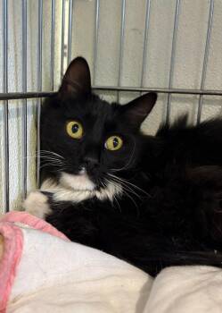 Bernard -  Domestic Long Hair Cat for Adoption in Rock Springs, Wyoming - Bernard | PetCurious