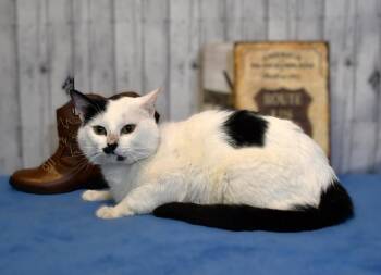 Domestic Short Hair Cats Available for Adoption in Roanoke, Texas - Mustachio | PetCurious