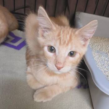 Teeters 3 -  Domestic Short Hair Cat for Adoption in Melrose, Florida - Teeters 3 | PetCurious