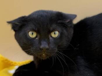 Alder -  Domestic Short Hair Cat for Adoption in Portland, Oregon - Alder | PetCurious