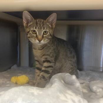 Tami -  Domestic Short Hair Cat for Adoption - Tami | PetCurious