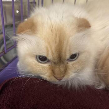 Pearl -  Scottish Fold and Persian Cat for Adoption in Bedford, New Hampshire - Pearl | PetCurious