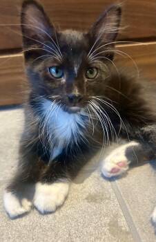 Java -  Domestic Long Hair and Tuxedo Cat for Adoption in Houston, Texas - Java | PetCurious