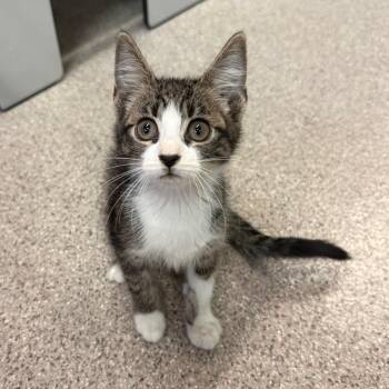 Nutmeg -  Domestic Short Hair Cat for Adoption in Sarasota, Florida - Nutmeg | PetCurious