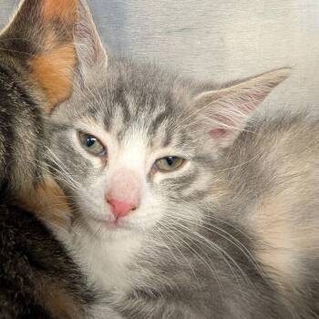 Domestic Short Hair Cats Available for Adoption in Belleville, Illinois - Birdie | PetCurious