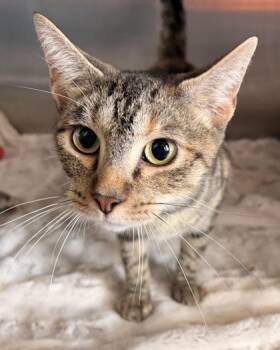 Fruit Basket -  Domestic Short Hair Cat for Adoption in New Albany, Indiana - Fruit Basket | PetCurious