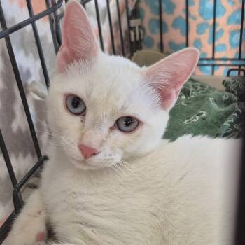 Joey -  Domestic Short Hair and Siamese Cat for Adoption in Raritan, New Jersey - Joey | PetCurious