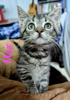 Max -  Domestic Short Hair Cat for Adoption in Reston, Virginia - Max | PetCurious