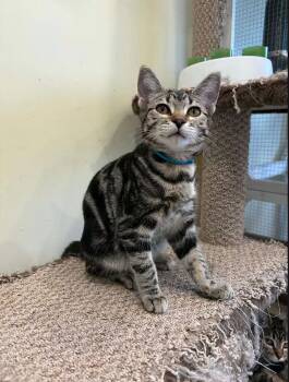 Domestic Short Hair Cats Available for Adoption in Calgary, Alberta - Rebecca Devereaux | PetCurious