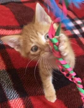 Rescue Domestic Medium Hair Cats for Adoption in Liverpool, Texas - Sunny Delight | PetCurious