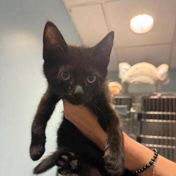 Stinky Socks -  Domestic Short Hair Cat for Adoption in Chattanooga, Tennessee - Stinky Socks | PetCurious