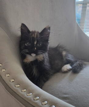 Rescue Maine Coon Cats for Adoption in Richardson, Texas - Brigid | PetCurious