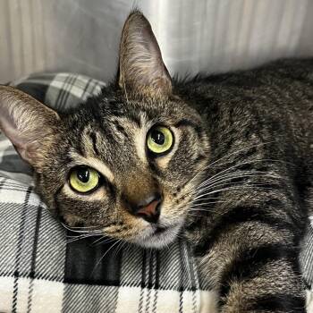 Barney -  Domestic Short Hair Cat for Adoption in Summerville, South Carolina - Barney | PetCurious