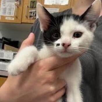 Lloyd -  Domestic Short Hair Cat for Adoption in Durango, Colorado - Lloyd | PetCurious
