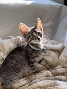 Domestic Short Hair Cats Available for Adoption in Broomfield, Colorado - HEATH | PetCurious