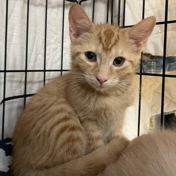 Gerard -  Domestic Short Hair Cat for Adoption in Walden, New York - Gerard | PetCurious